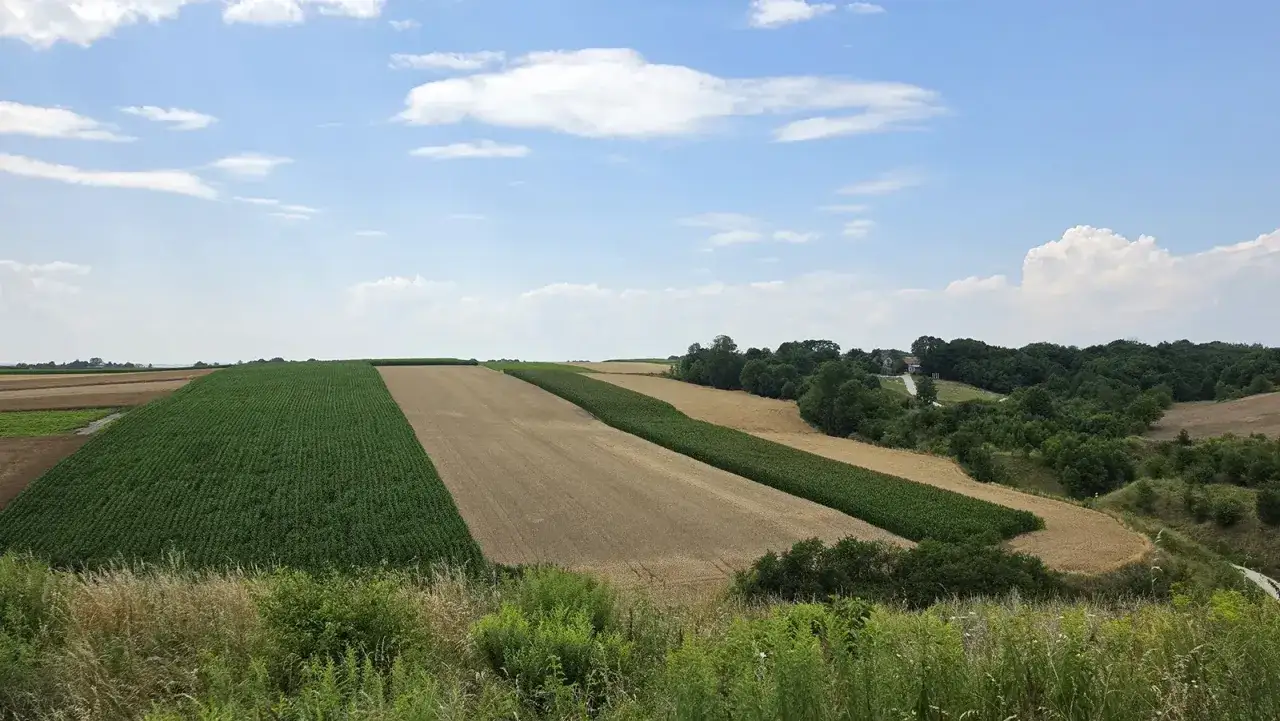 Krajobraz z polami kukurydzy i zboża, przypominający dawne grodzisko Strad&oacute;w.