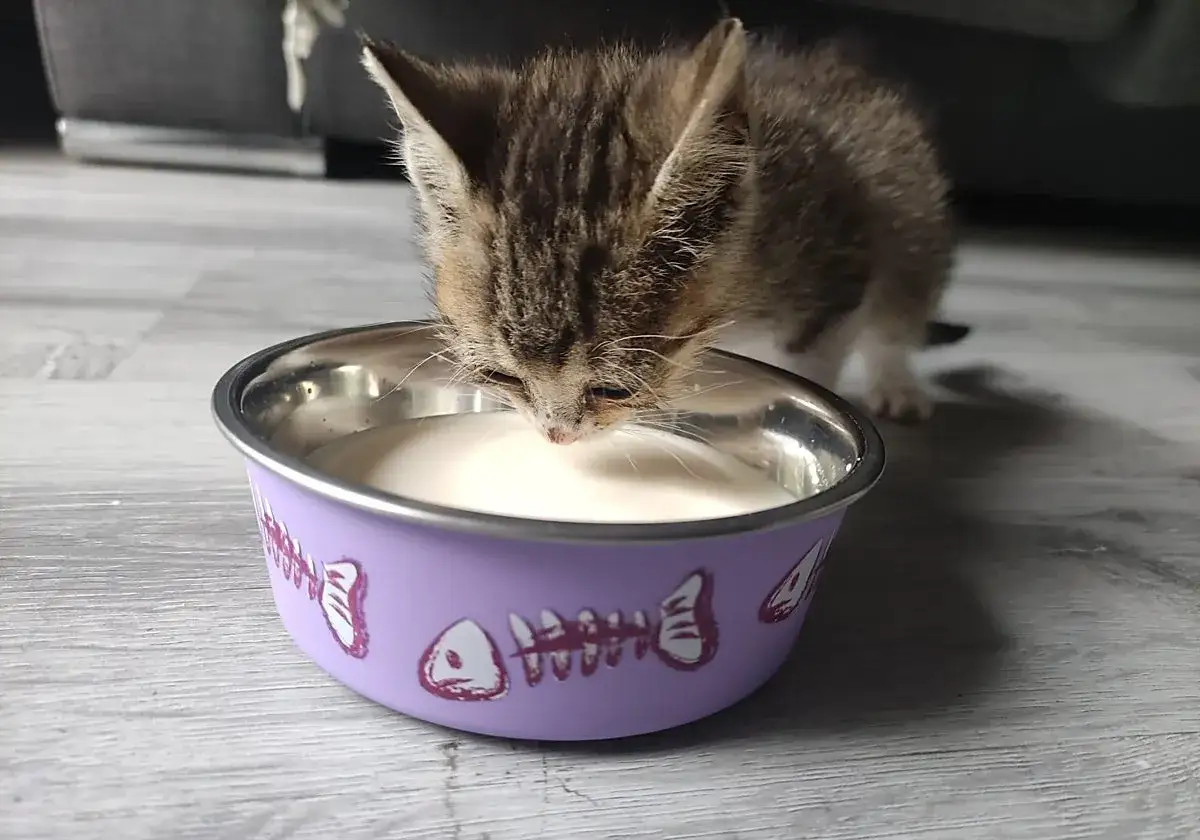 Un gatito tabby bebe leche sin lactosa de un cuenco morado con dibujos de peces.