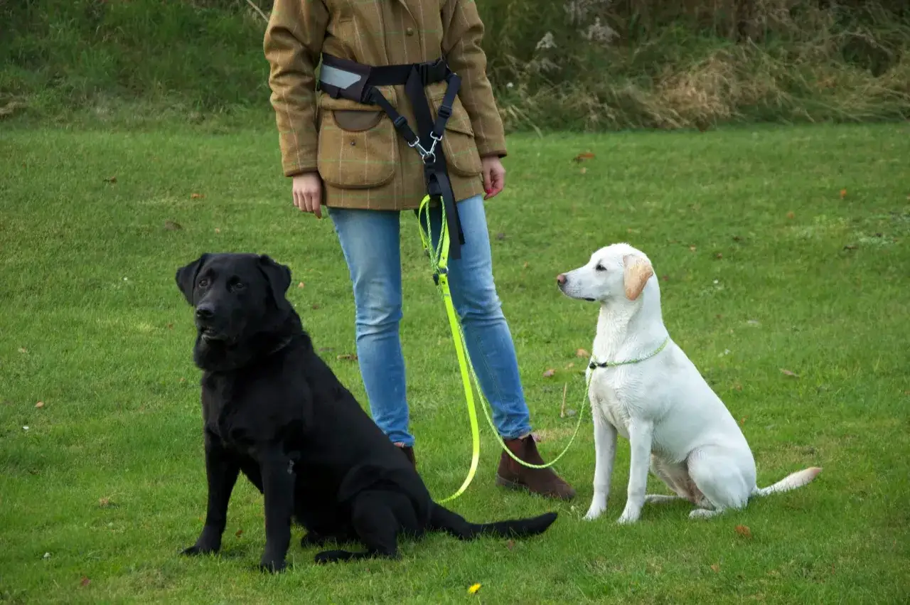 En person med koppel tvång hund-sele tränar en svart och en vit labrador på en gräsmatta.