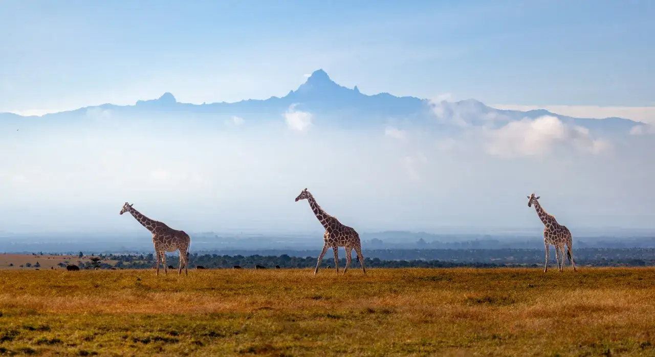 Trzy żyrafy na tle mglistych gór w Kenii. Po deszczowej porze trawa jest bujna, a zwierzęta spokojnie pasą się na sawannie.