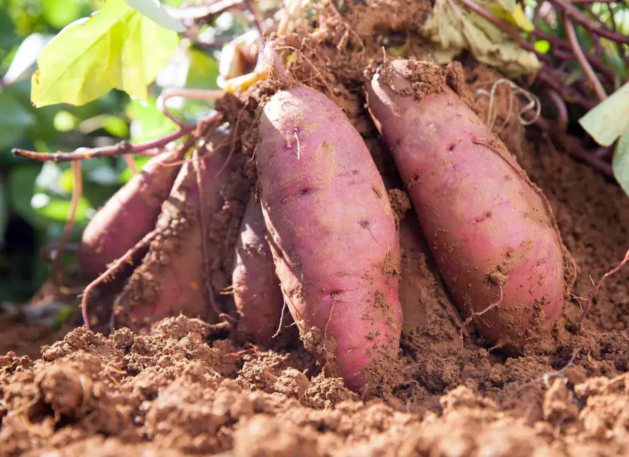 Un plant de patate douce fra&icirc;chement d&eacute;terr&eacute;, ses tubercules violets encore couverts de terre, pr&ecirc;ts &agrave; &ecirc;tre cuisin&eacute;s.