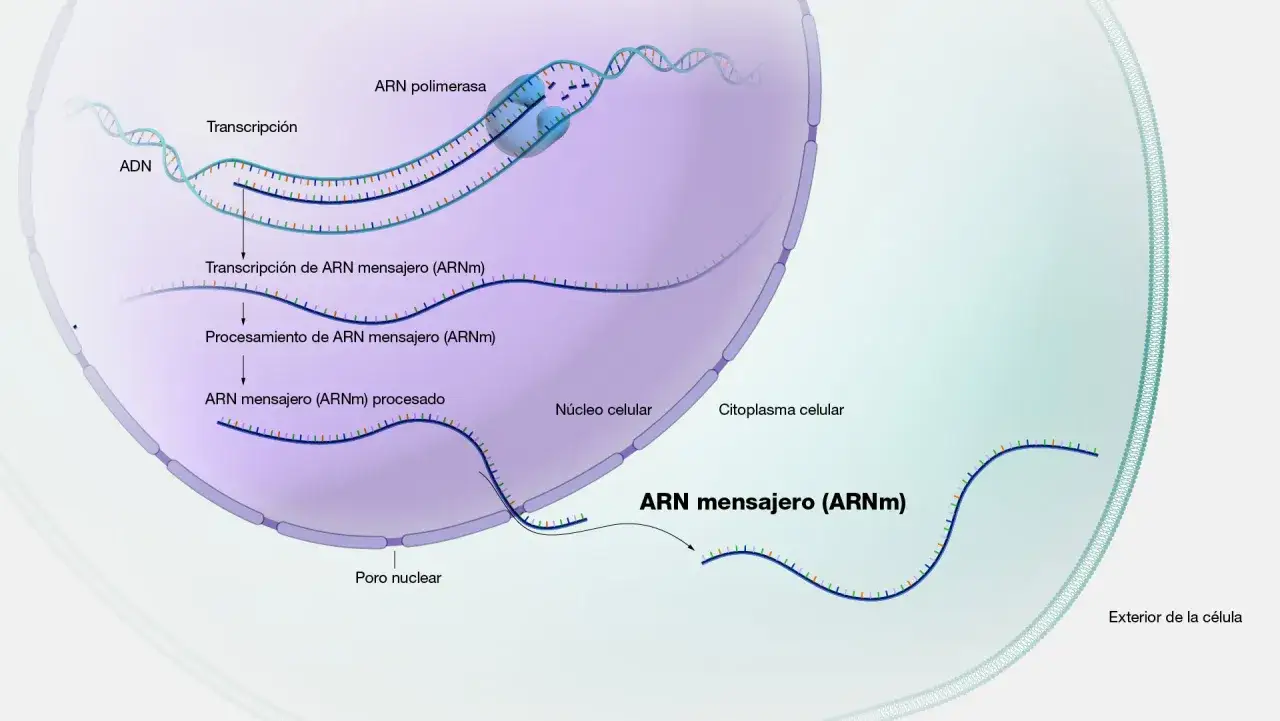 Proceso de transcripci&oacute;n del ADN a ARN mensajero (ARNm) dentro del n&uacute;cleo celular, seguido de su procesamiento y salida al citoplasma.