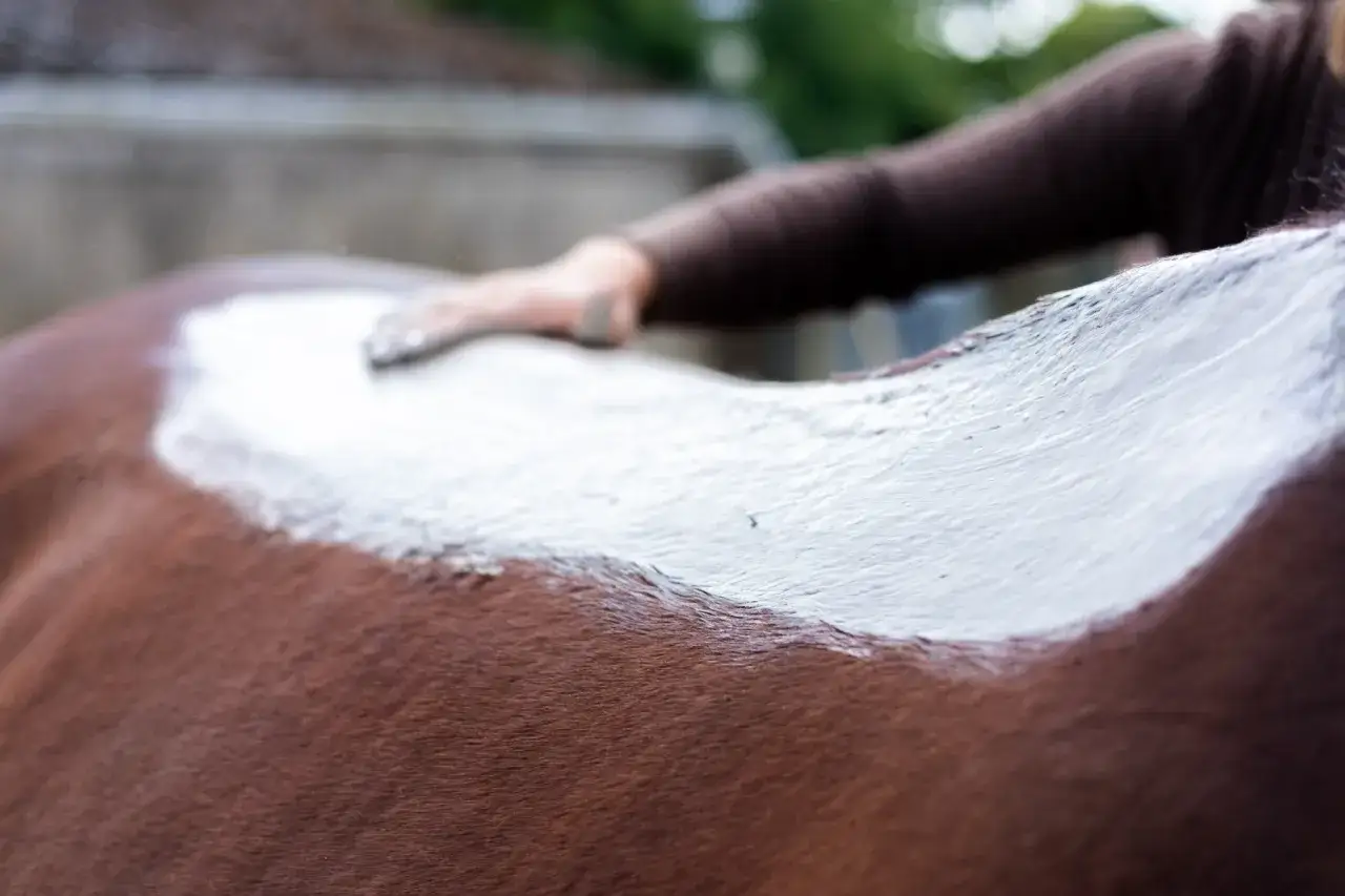 Une main applique de l'argile blanche sur le dos d'un cheval brun. Un soin apaisant pour le cheval.