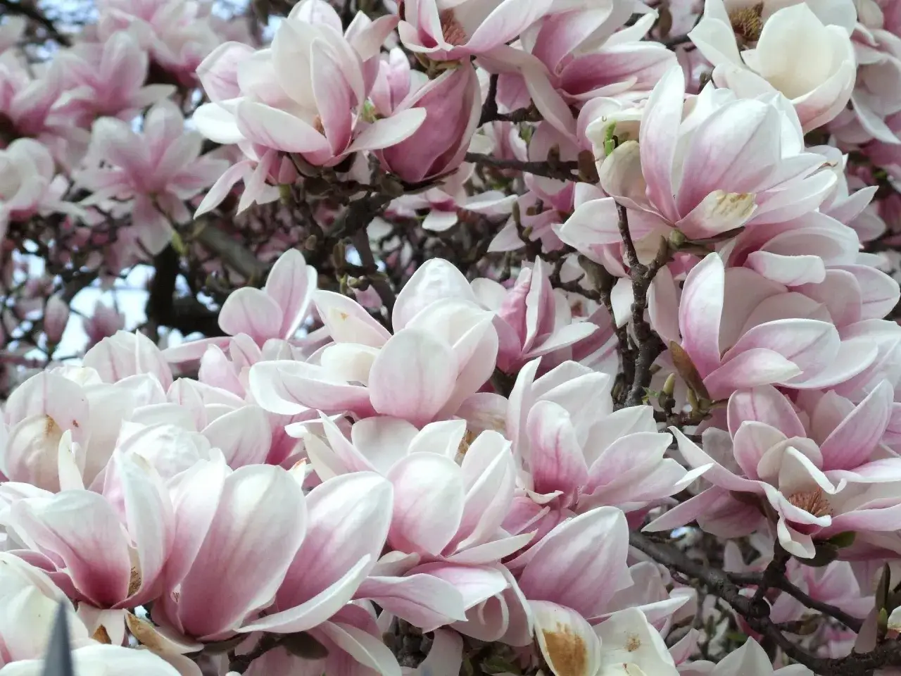 Piękne, różowo-białe kwiaty magnolii tworzą gęsty bukiet. To idealny czas, kiedy kwitnie magnolia, zachwycając swoją delikatnością.