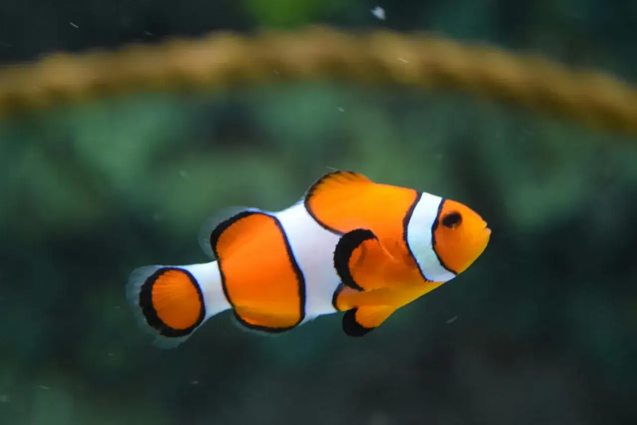 A vibrant clownfish swims in an aquarium, its orange and white stripes a striking contrast against the dark green background.