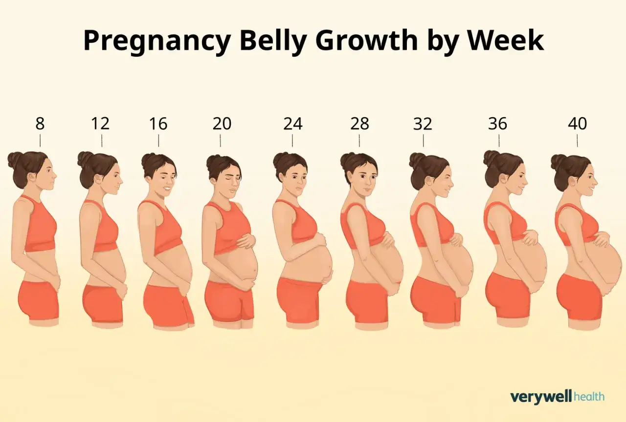 Illustration zeigt Bauchwachstum in der Schwangerschaft von Woche 8 bis 40. Ab wann der Bauch sichtbar wird, ist hier gut erkennbar.