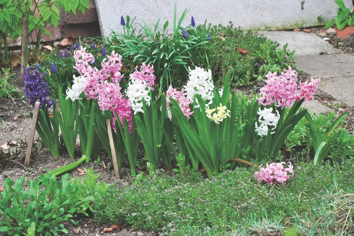 Kolorowe hiacynty, piękne rośliny cebulowe, kwitną w ogrodzie.