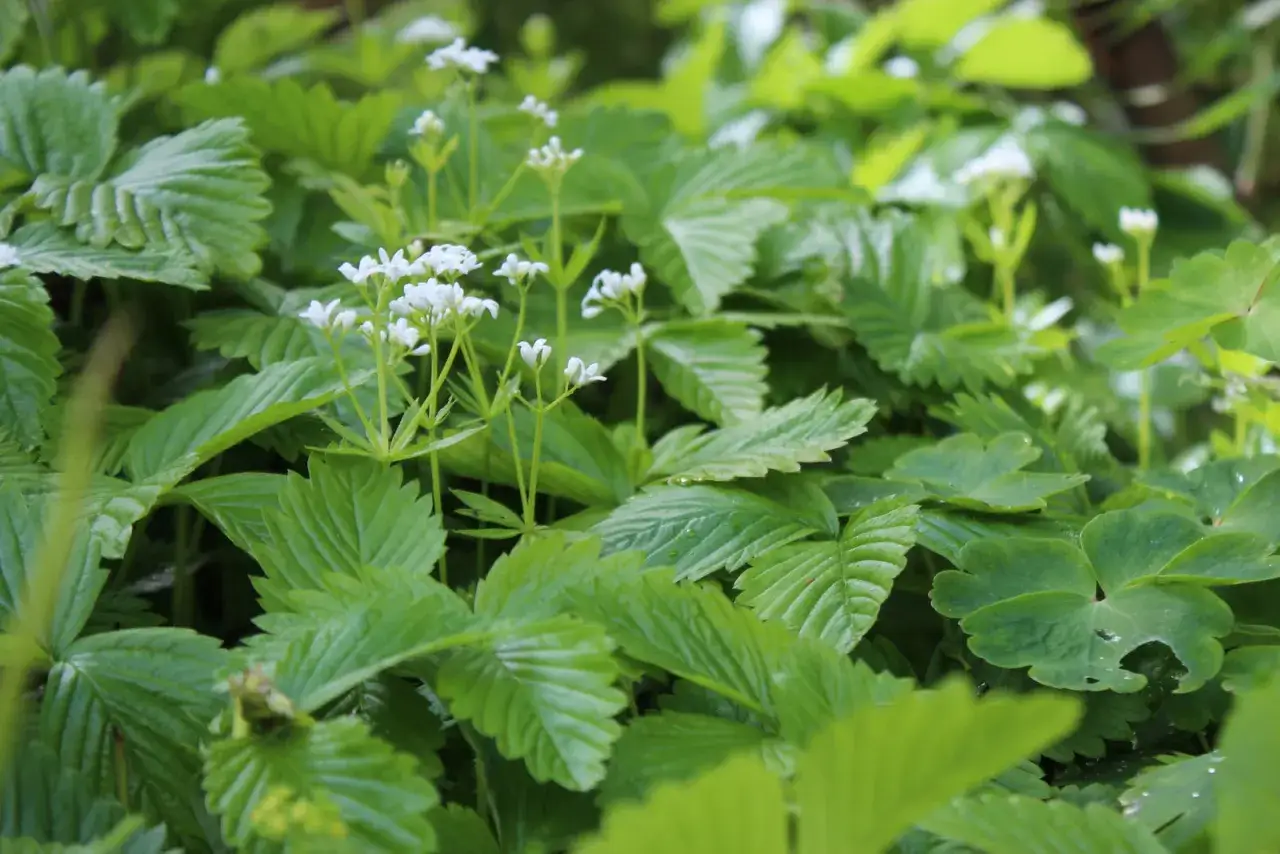 Gr&ouml;na smultronblad med sm&aring; vita blommor. Snart dags att plantera smultron f&ouml;r sommaren.