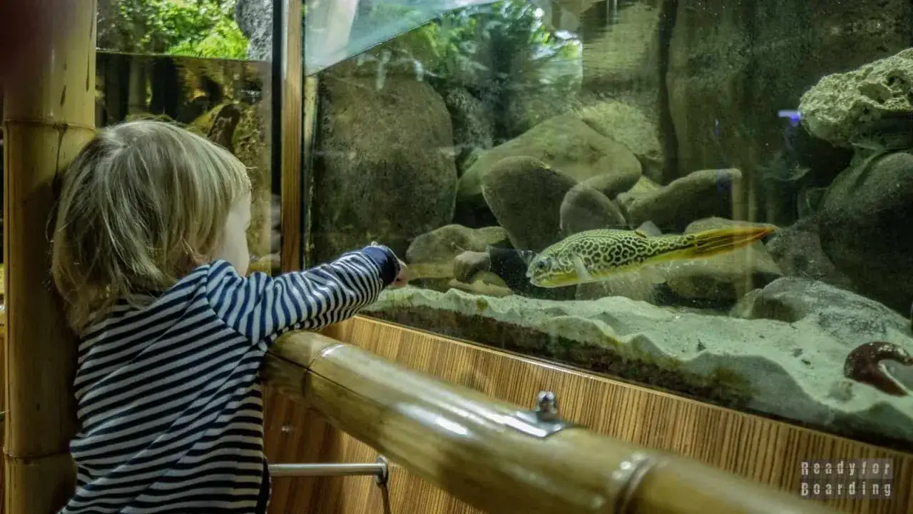 Małe dziecko zafascynowane rybą w akwarium. Wspaniałe atrakcje dla dzieci Gdynia.