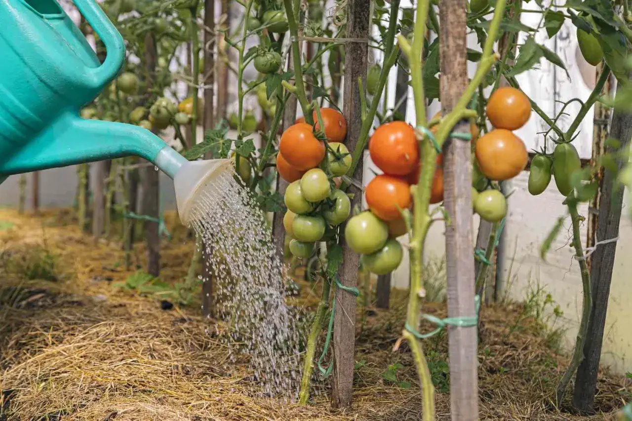 Vattna tomatplantor i växthus. En grön vattenkanna ger vatten till mogna och omogna tomater som växer på stjälkar.