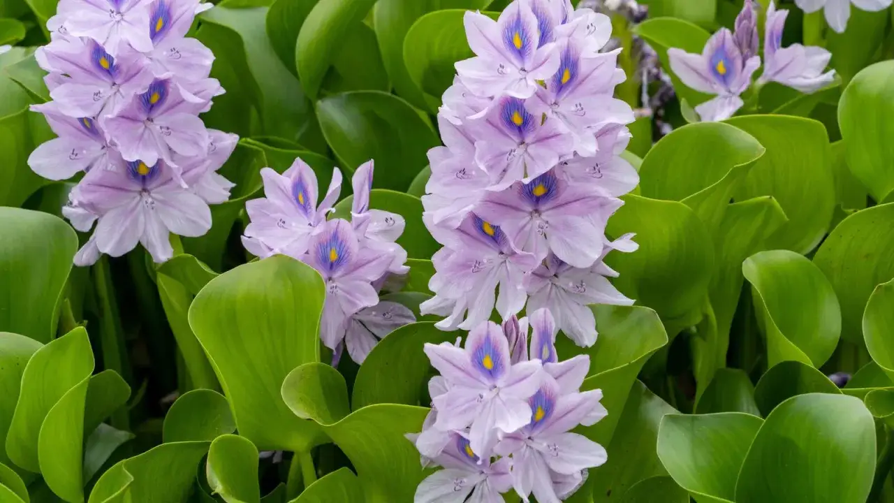 Fleurs délicates de jacinthe d'eau interdite, d'un violet pâle, flottent sur des feuilles vertes luxuriantes.