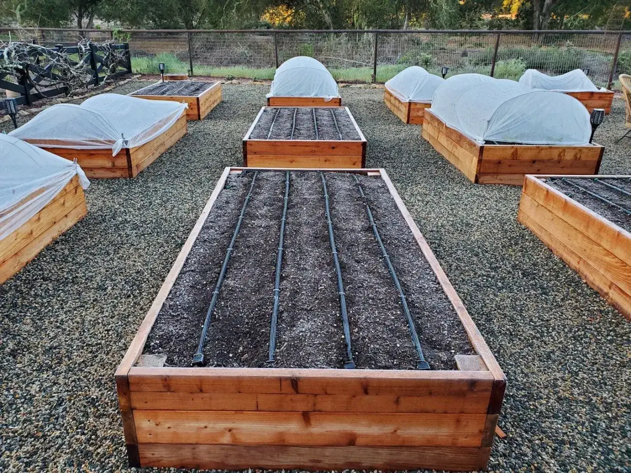 Raised garden beds are covered with white fabric, showing what to cover plants with for frost.