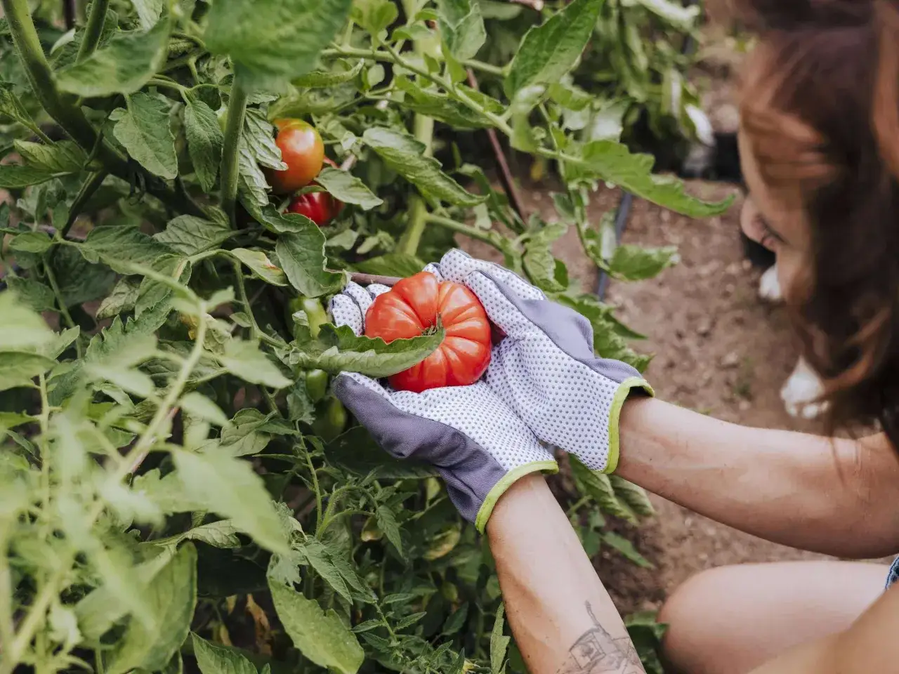 Hände in Gartenhandschuhen ernten eine reife Tomate. Die Sonne scheint auf die grünen Blätter und roten Früchte – es ist Tomaten-Erntezeit!