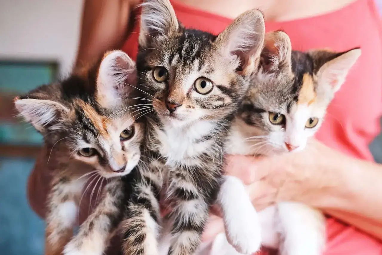 Tres gatitos curiosos, ideales para inspirar nombres para gatos. Uno atigrado, otro tricolor y uno m&aacute;s con manchas.