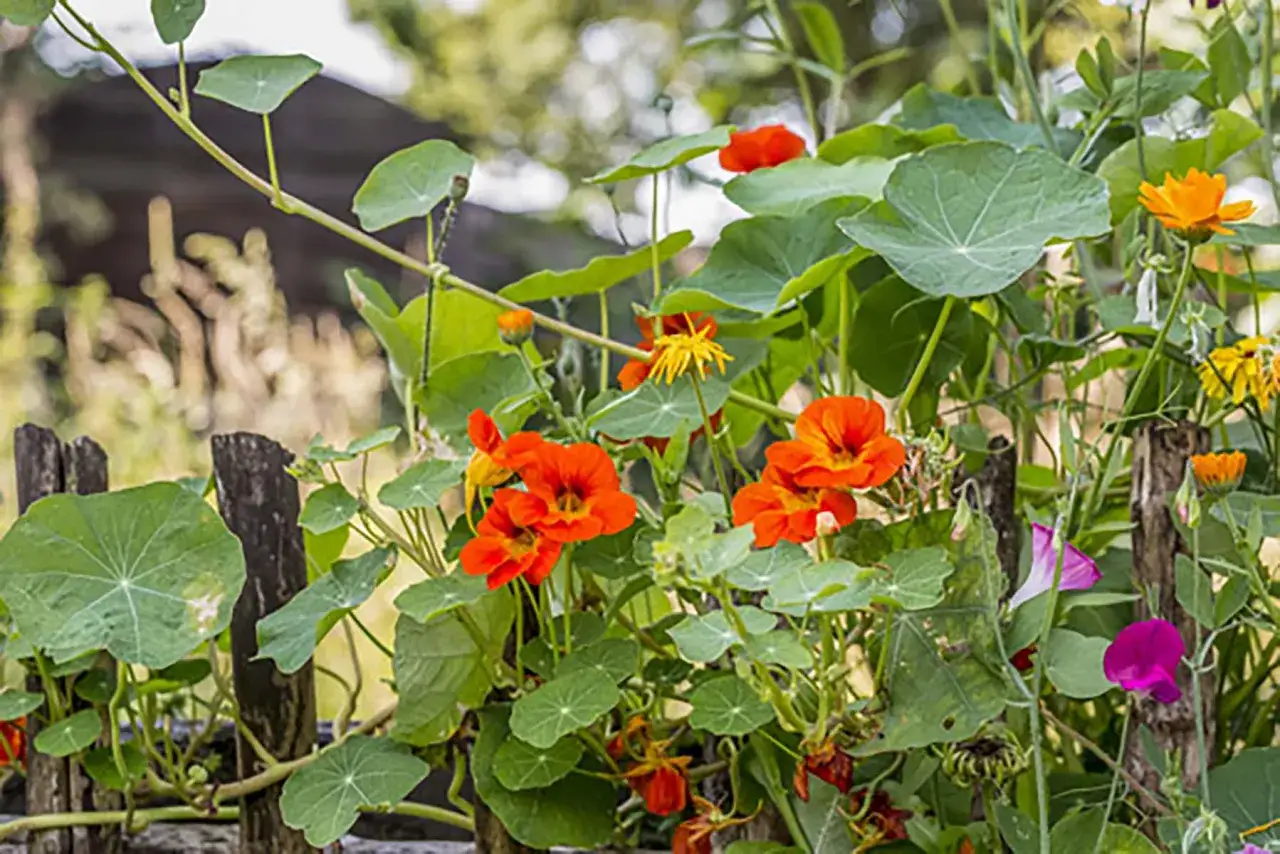 Capucines comestibles aux couleurs vives s'épanouissent sur une vieille clôture en bois, leurs feuilles rondes et leurs fleurs orangées et jaunes ajoutent une touche de couleur au jardin.
