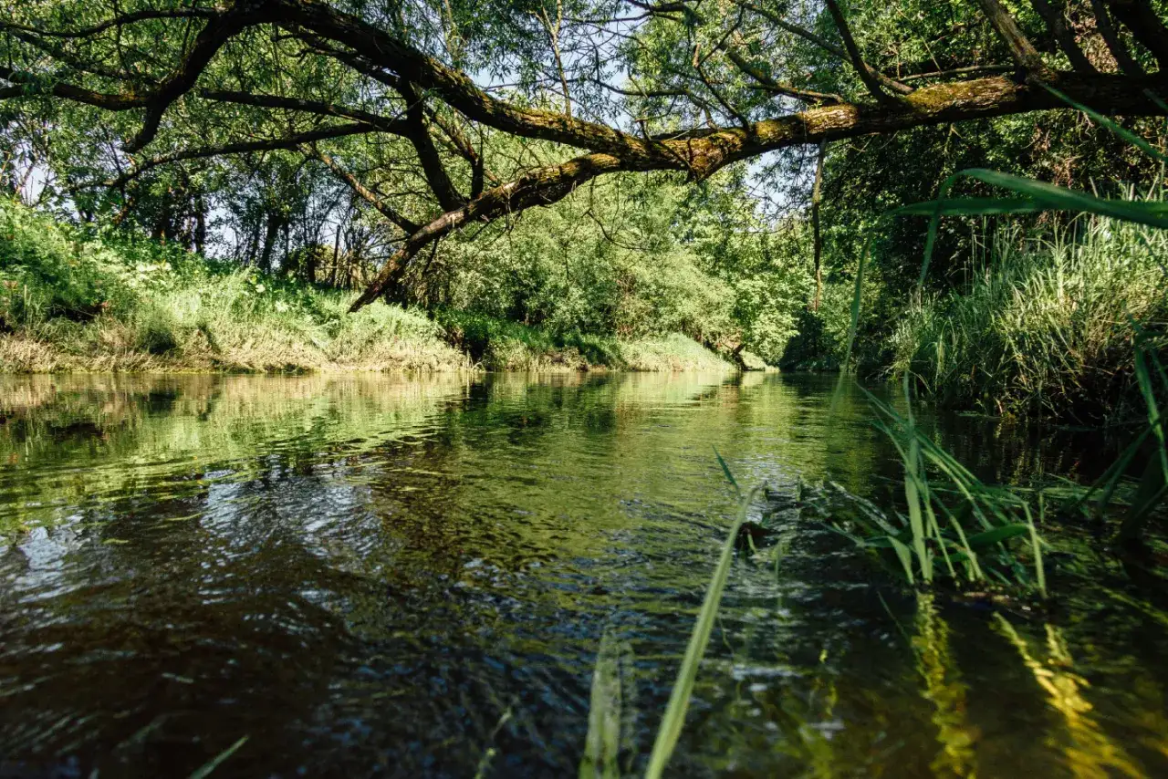 Spokojna rzeka krzna, otoczona bujną zielenią, z gałęziami drzew zwisającymi nad wodą.
