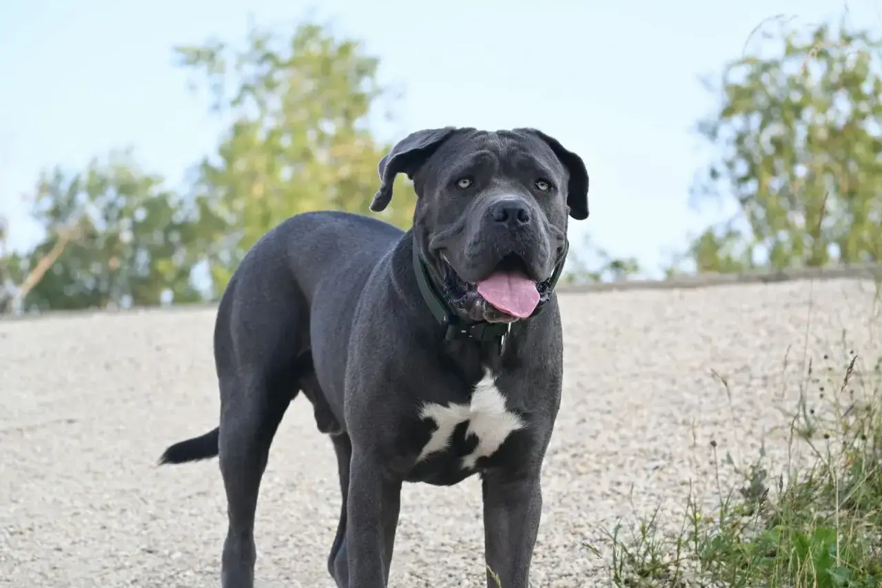 Potężny pies rasy cane corso, z charakterystycznym białym znaczeniem na piersi, stoi na żwirowej ścieżce. Jego waga jest imponująca, a spojrzenie pewne.