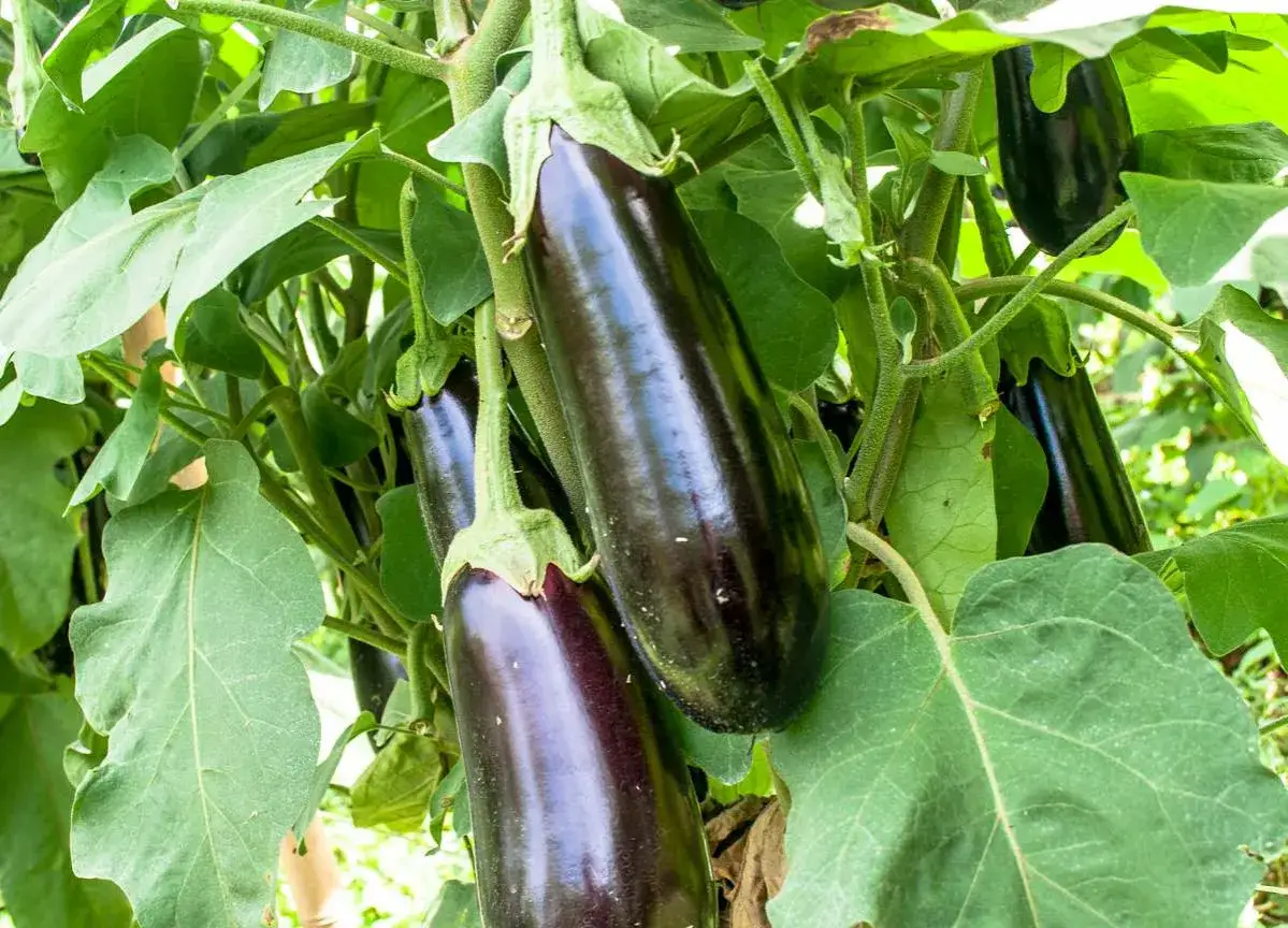 Aubergines foncées mûrissent sur la plante, signe d'une culture d'aubergine réussie.