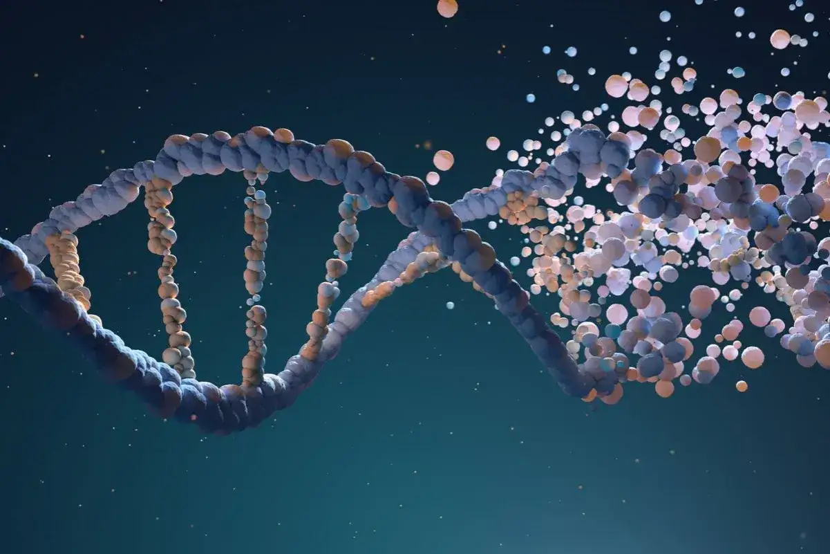 Fragmentacja DNA, być może związana z zespołem Patau.