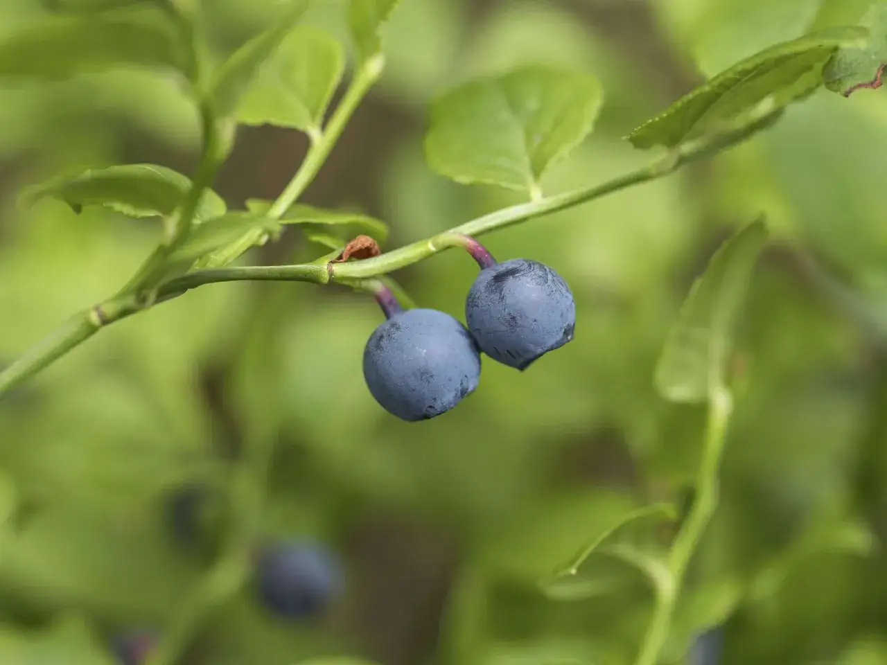 Zwei reife wilde Heidelbeeren hängen an einem Zweig. Ihre tiefblaue Farbe deutet auf ihre gesunden Inhaltsstoffe hin, die für die wilde Heidelbeeren Wirkung bekannt sind.