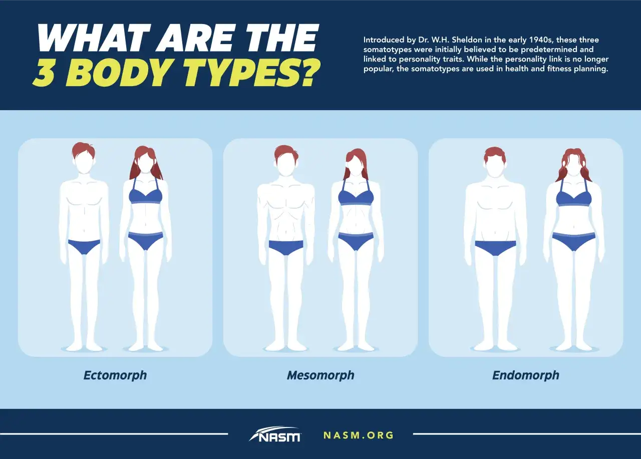 Ectomorfo, mesomorfo, endomorfo: tre tipi corporei illustrati con figure maschili e femminili per il fitness.