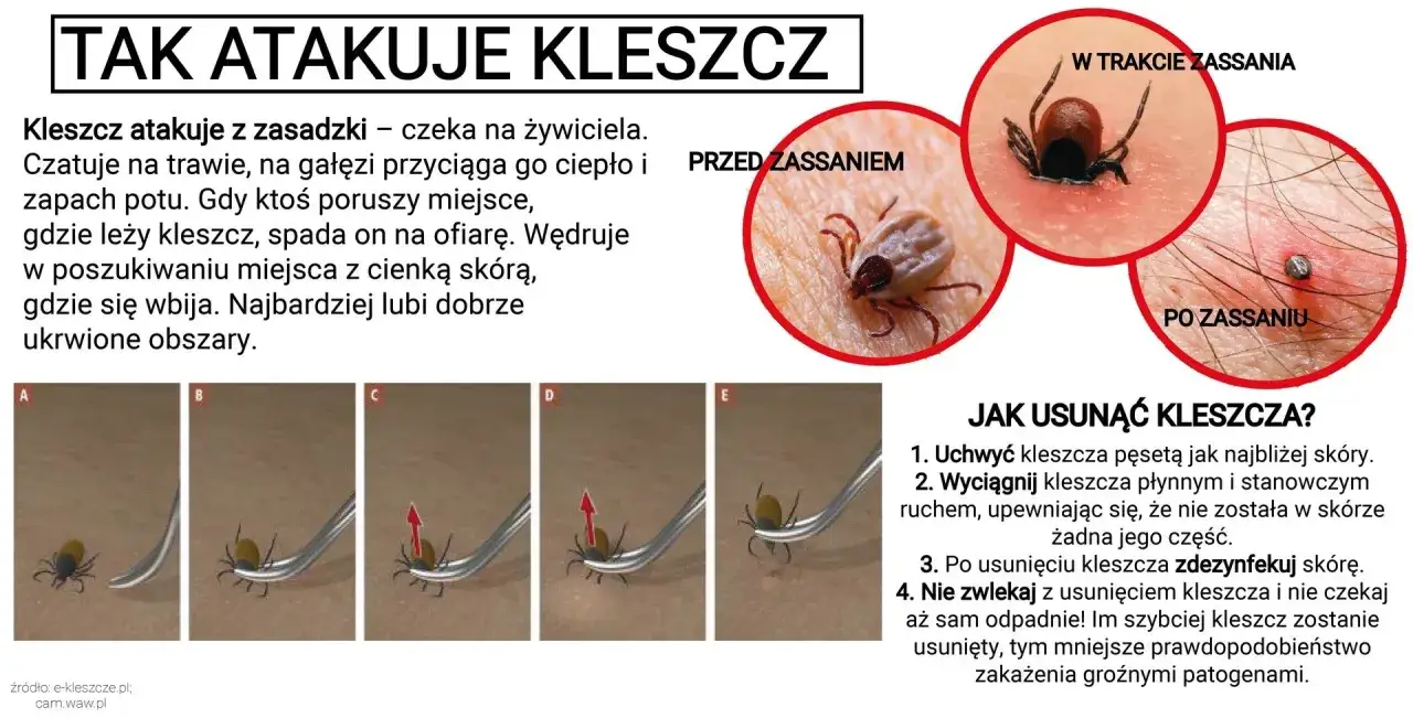 kleszcz pospolity łąkowy obrzeżek gołębień porównanie