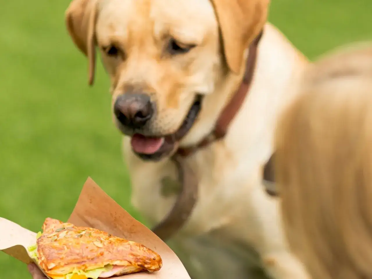 Un perro labrador mira con deseo un bocadillo que contiene jam&oacute;n serrano, demostrando que los perros pueden comer jam&oacute;n serrano.