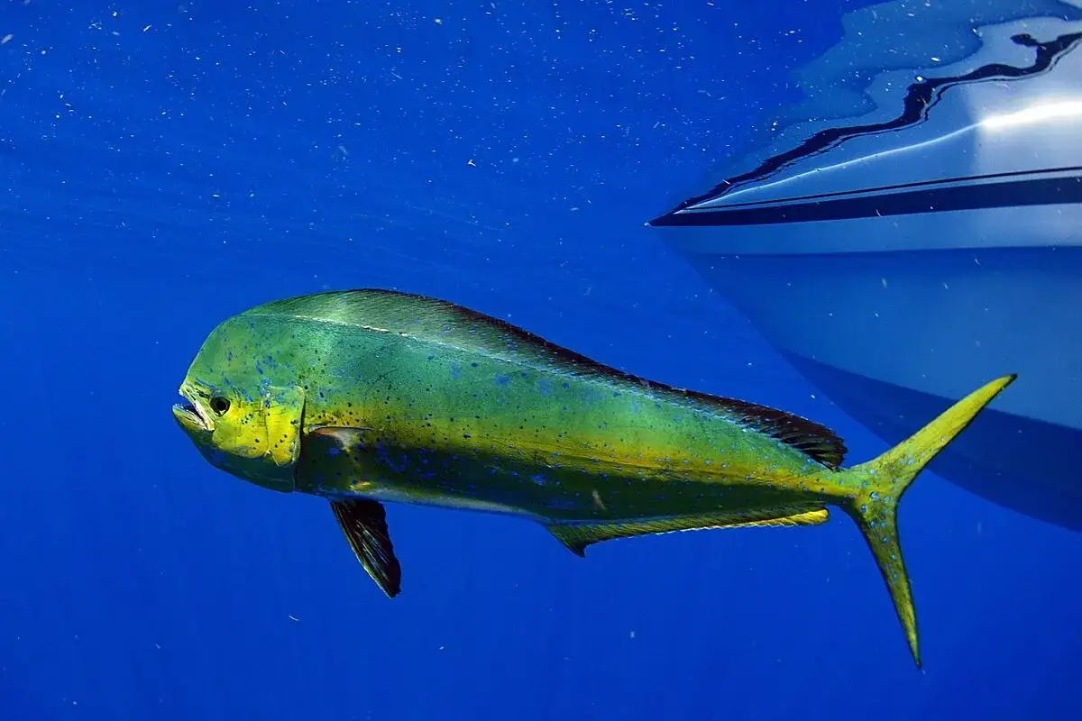 Un vibrante pez dorado de mar, con tonos verdes y amarillos, nada cerca de la quilla de un barco en aguas azules.