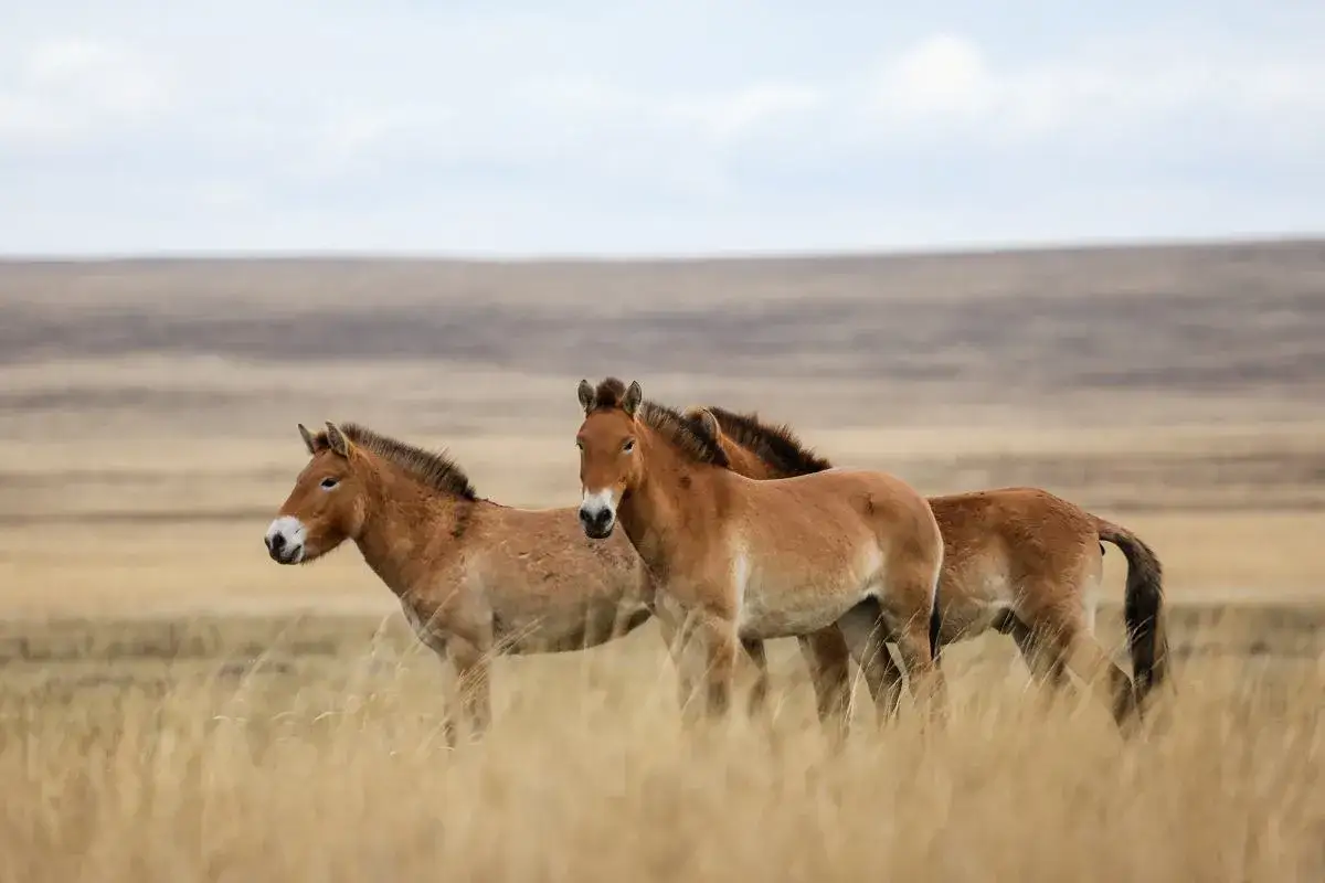 Koń Przewalskiego na stepach Mongolii