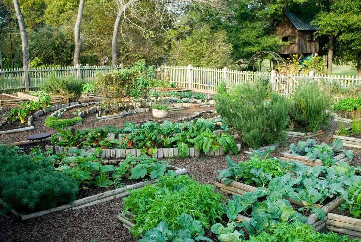 A lush garden with tiered, curved raised garden bed plans overflowing with vegetables like kale, chard, and broccoli.
