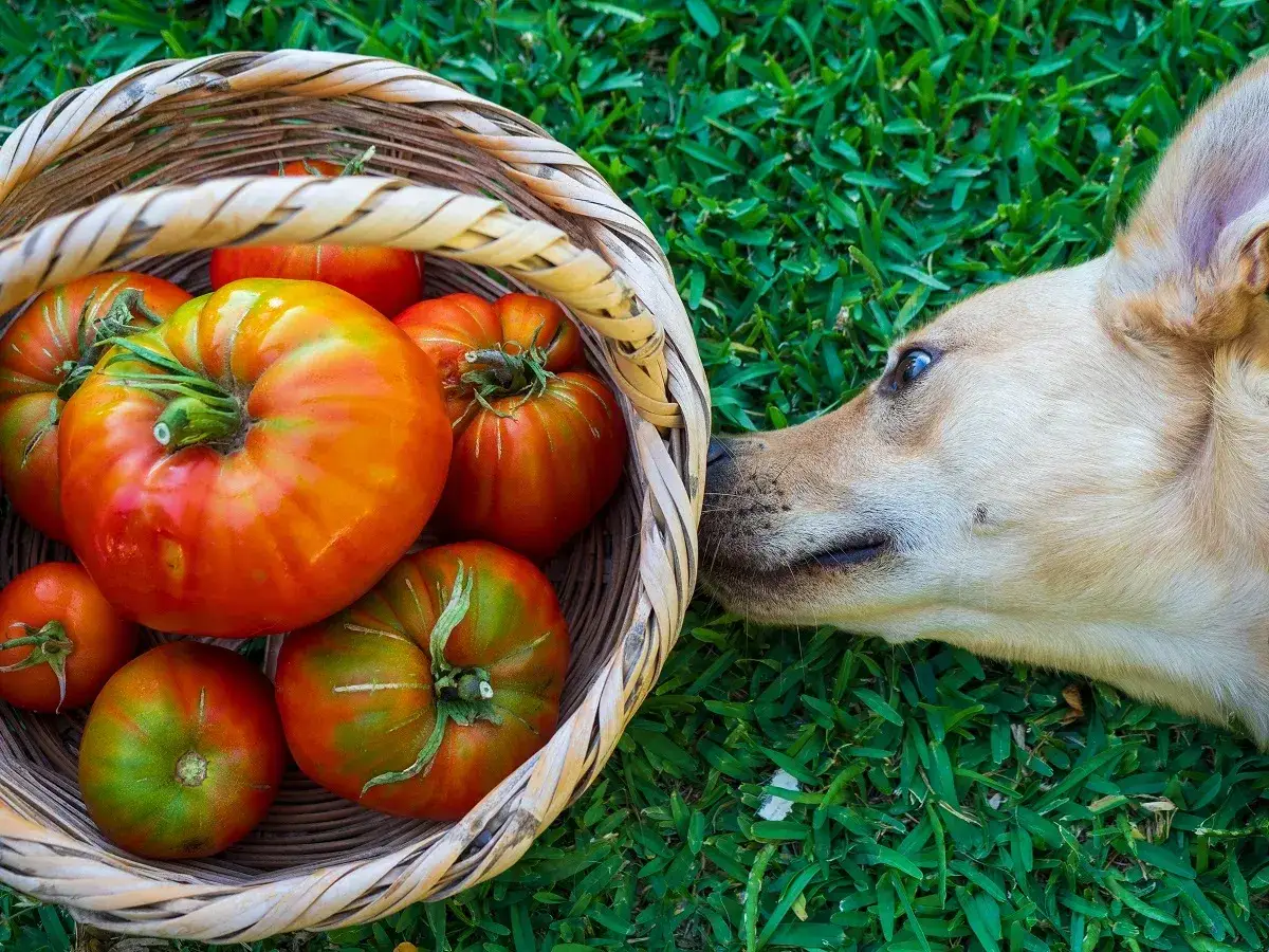 Ein Hund schnuppert neugierig an einem Korb voller reifer Tomaten auf dem Gras.