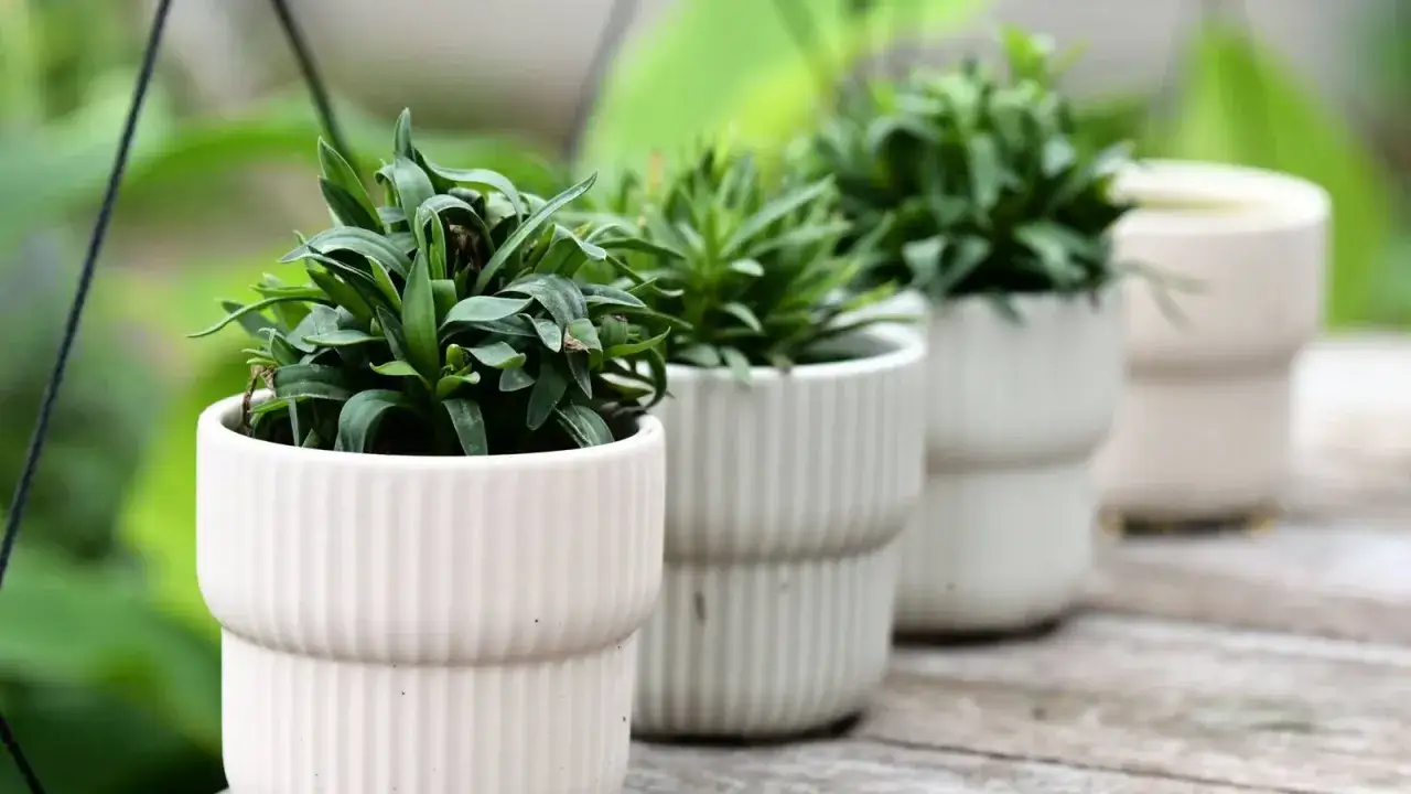 Pequeñas plantas verdes en macetas blancas acanaladas, perfectas como plantas para oficina, alineadas sobre una superficie de madera.