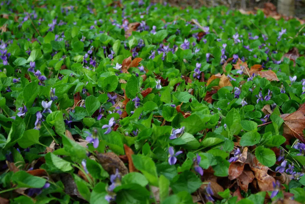 En matta av violer, viola odorata, blommar bland gr&ouml;na blad och h&ouml;stl&ouml;v.