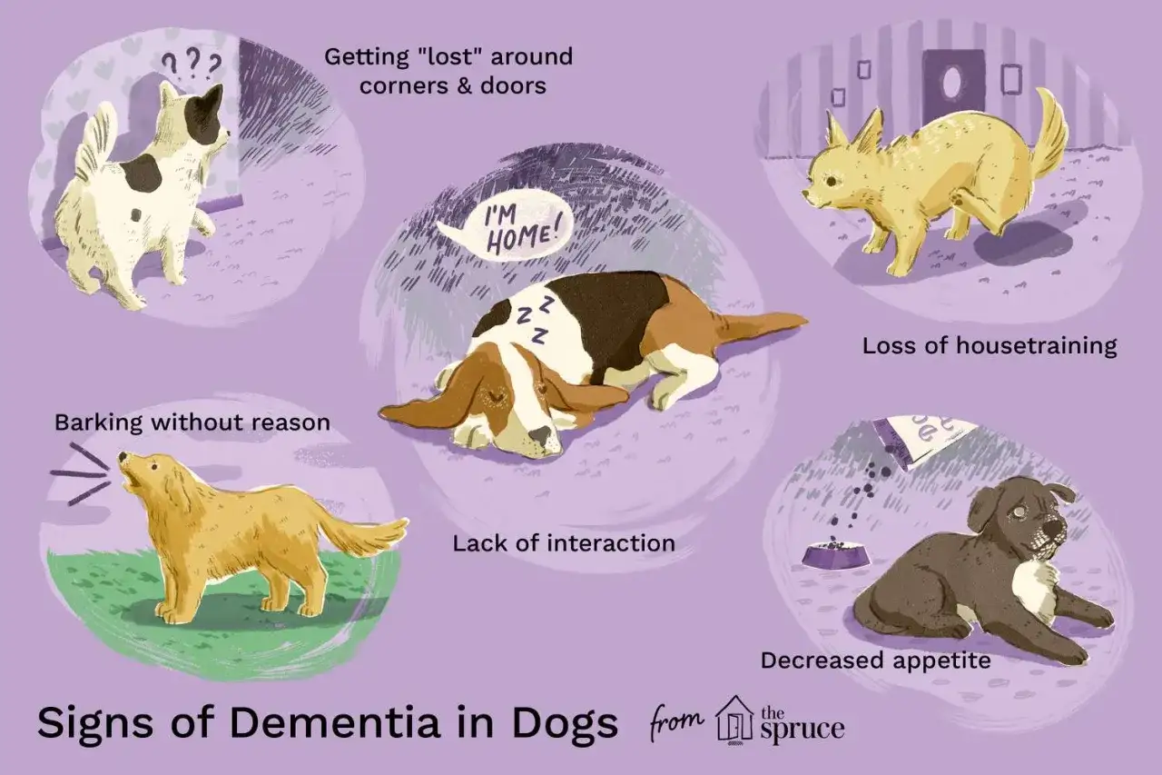 Ilustración de perros mostrando signos de demencia senil en perros: desorientación, ladridos sin motivo, pérdida de entrenamiento, falta de interacción y apetito reducido.