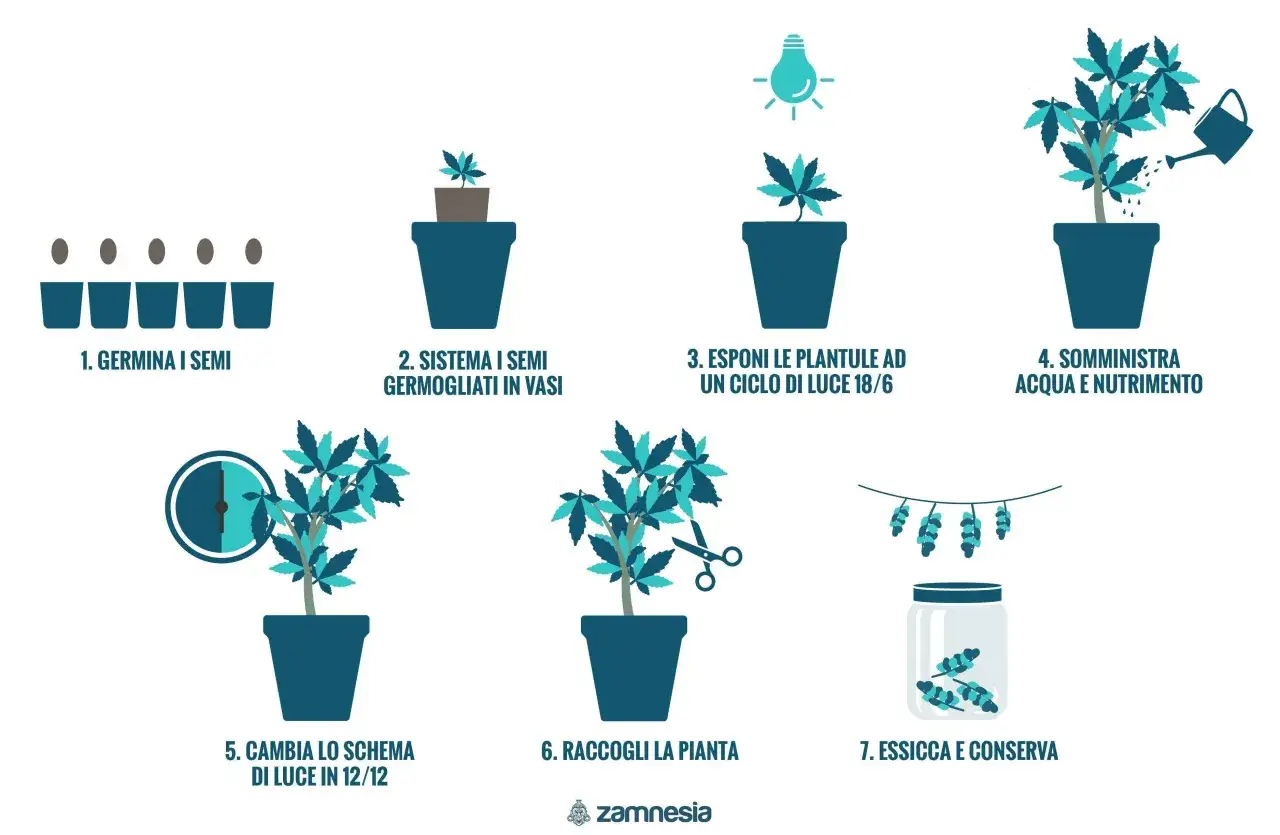 Guida illustrata su quando mandare in fioritura indoor: dalla germinazione alla raccolta e conservazione.