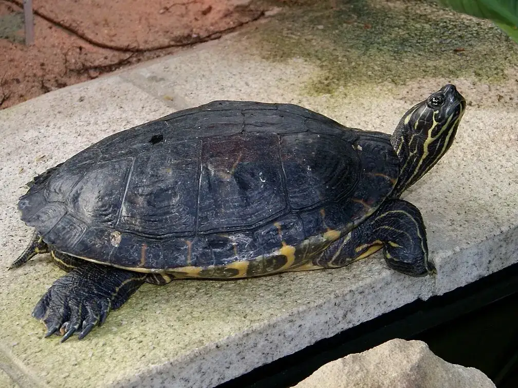 żółw hieroglifowy dieta