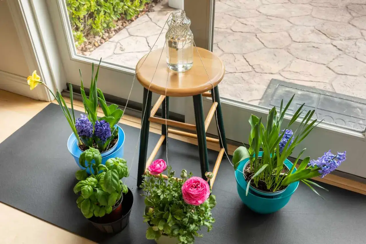 Blumen im Urlaub mit Wasser versorgen: Ein Glas Wasser auf einem Hocker tropft über Schnüre langsam in die Töpfe.