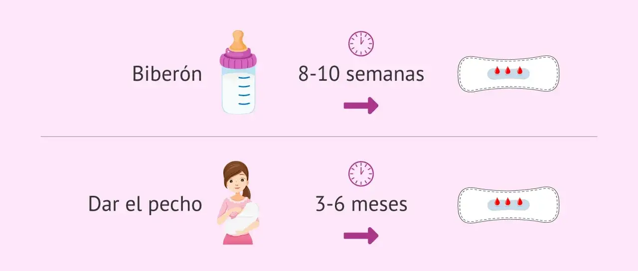 Biber&oacute;n: 8-10 semanas. Dar el pecho: 3-6 meses. La regla despu&eacute;s del parto puede tardar en volver.