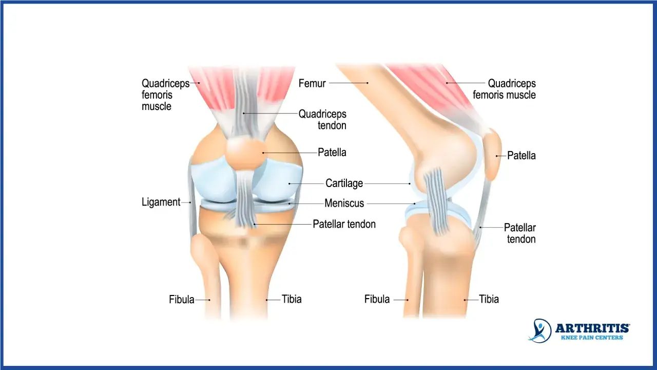 Anatomische Darstellung des menschlichen Knies mit Knochen, Muskeln, Sehnen und Bändern. Das Knie ist ein komplexes Gelenk.