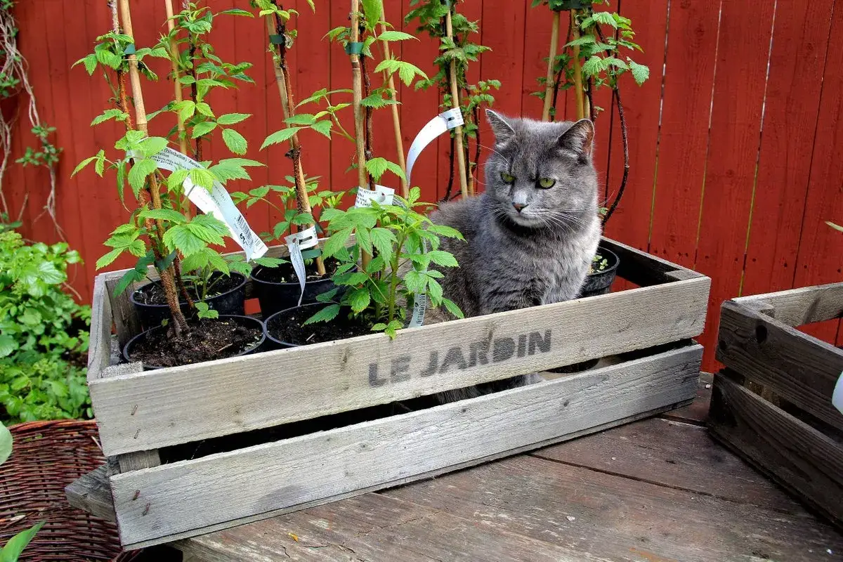 Gr&aring; katt sitter i en tr&auml;l&aring;da med plantor. Kanske hon hoppas att kaffesump mot katter hj&auml;lper till att h&aring;lla henne borta fr&aring;n tr&auml;dg&aring;rden.