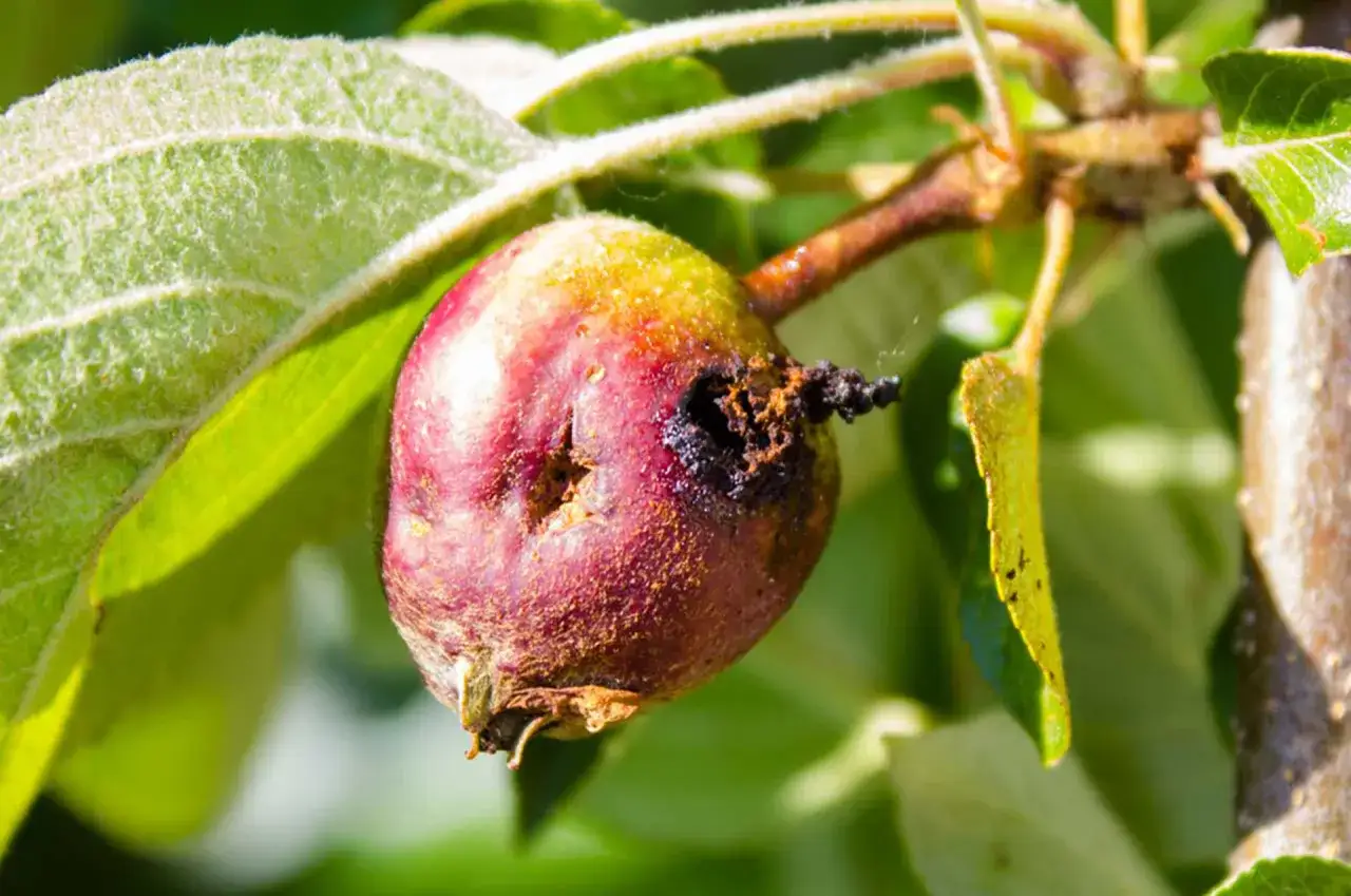 Mela acerba con segni di marciume e insetti, necessita di trattamenti fitosanitari per la sua salvaguardia.