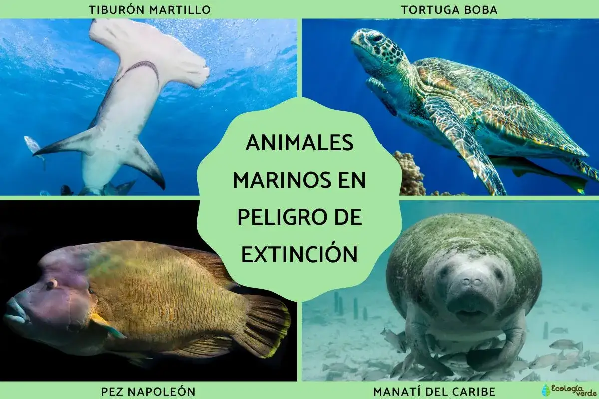 Tibur&oacute;n martillo, tortuga boba, pez napole&oacute;n y manat&iacute; del Caribe, todos son animales marinos en peligro de extinci&oacute;n.