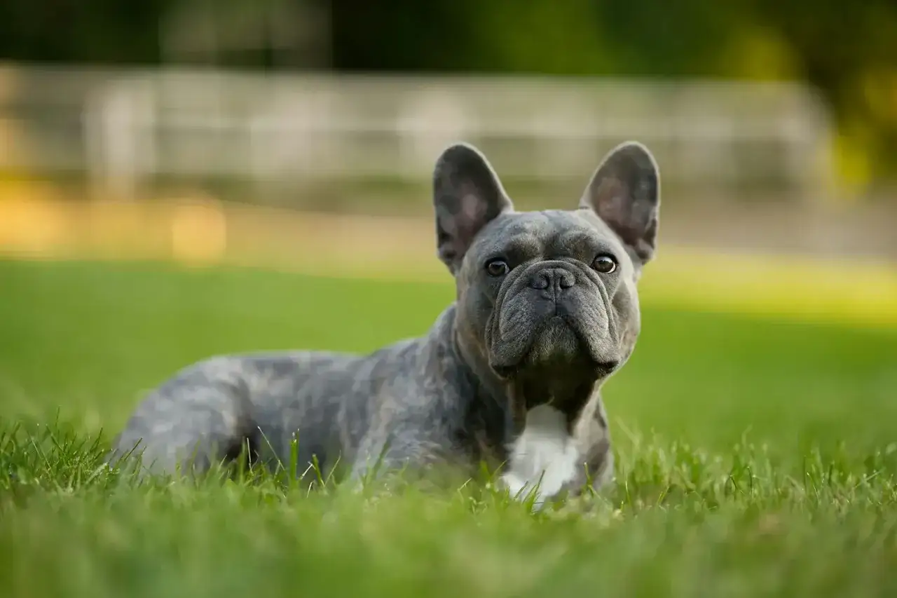 Buldog francuski gładka sierść