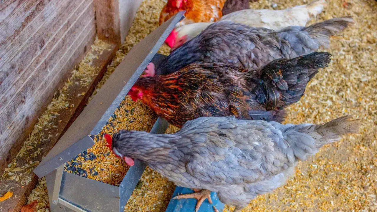 Mehrere Hühner fressen aus einem Futtertrog. Die Frage, wieviel Futter ein Huhn braucht, hängt von vielen Faktoren ab.