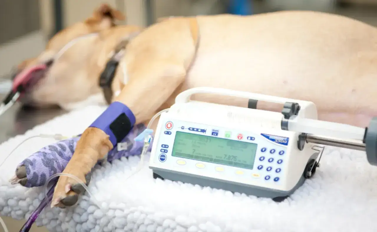 Un cane sotto anestesia, con un'infusione continua tramite pompa. La cura veterinaria garantisce un recupero sicuro.