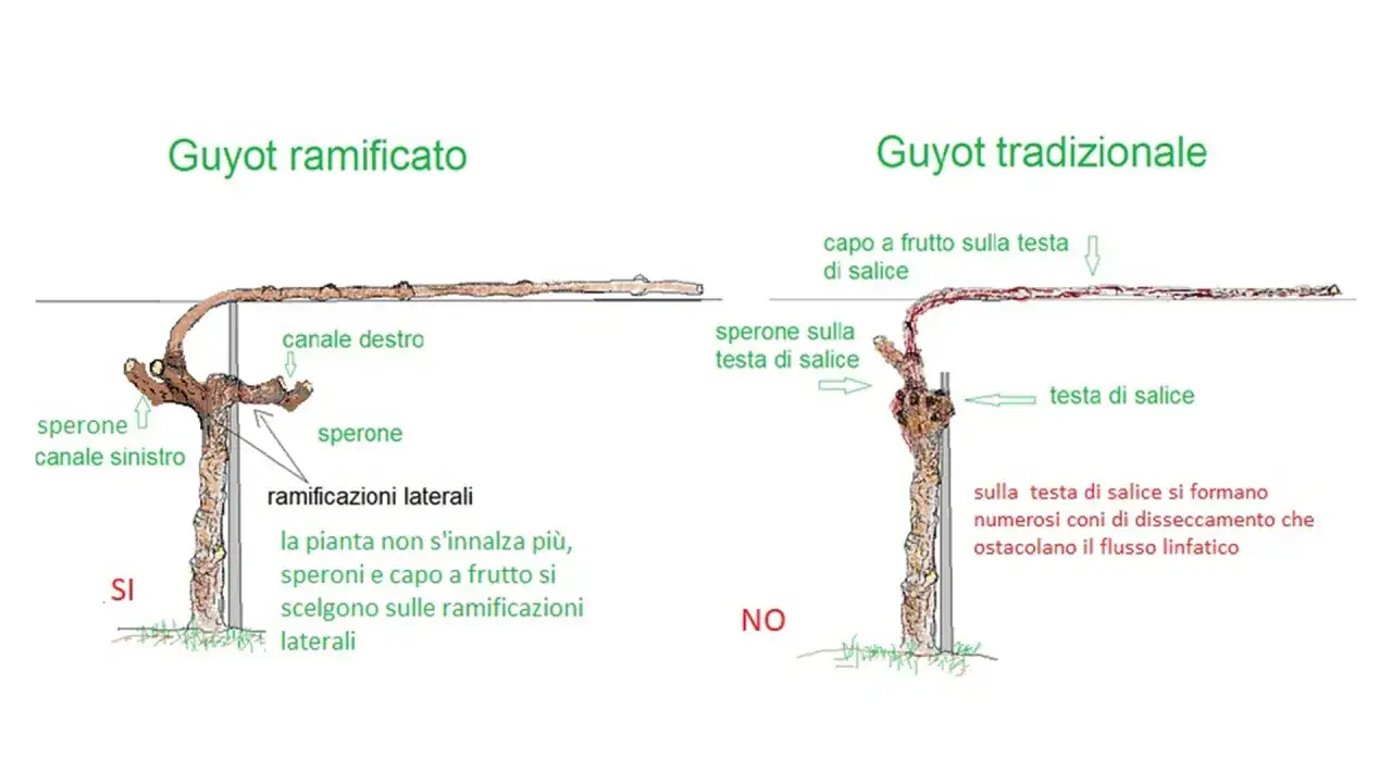 Confronto tra Guyot ramificato e tradizionale. Il tralcio di vite nel Guyot ramificato &egrave; pi&ugrave; gestibile, favorendo la crescita.