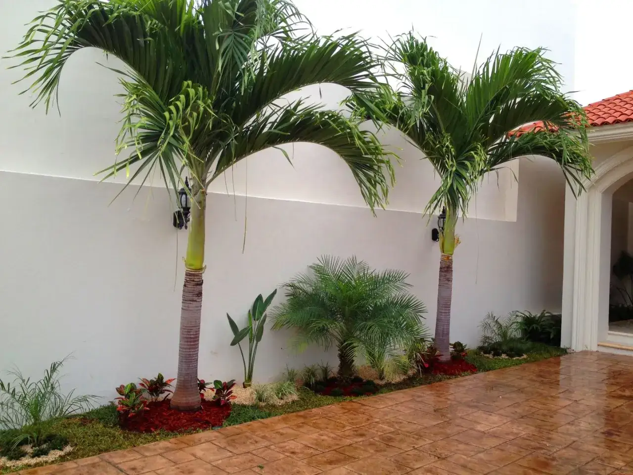 Dos palmeras altas y una peque&ntilde;a, junto a plantas ornamentales, muestran diferentes tipos de palmeras de exterior en un jard&iacute;n moderno.