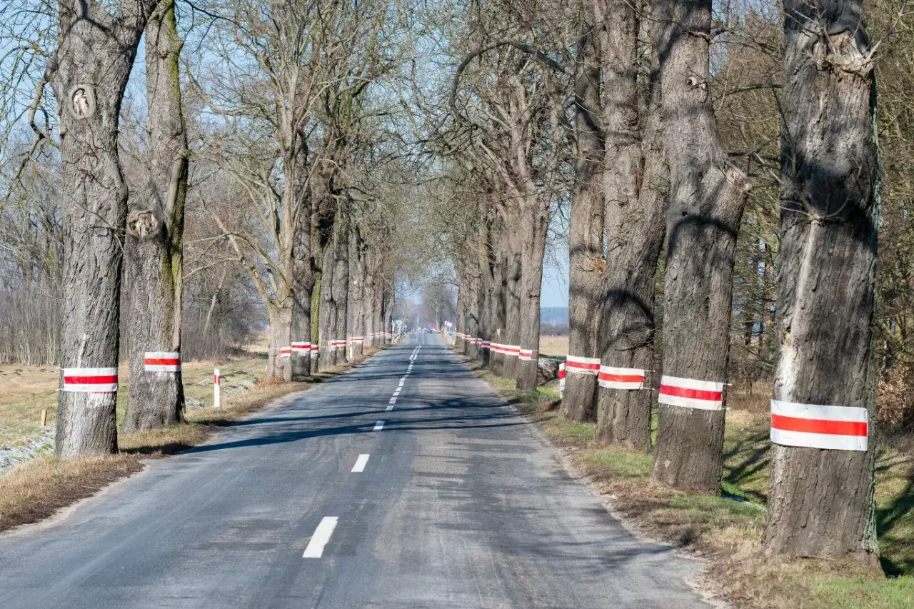 Droga w alei starych drzew, kt&oacute;re tworzą skrajnię. Pnie drzew ozdobione są białymi i czerwonymi pasami.