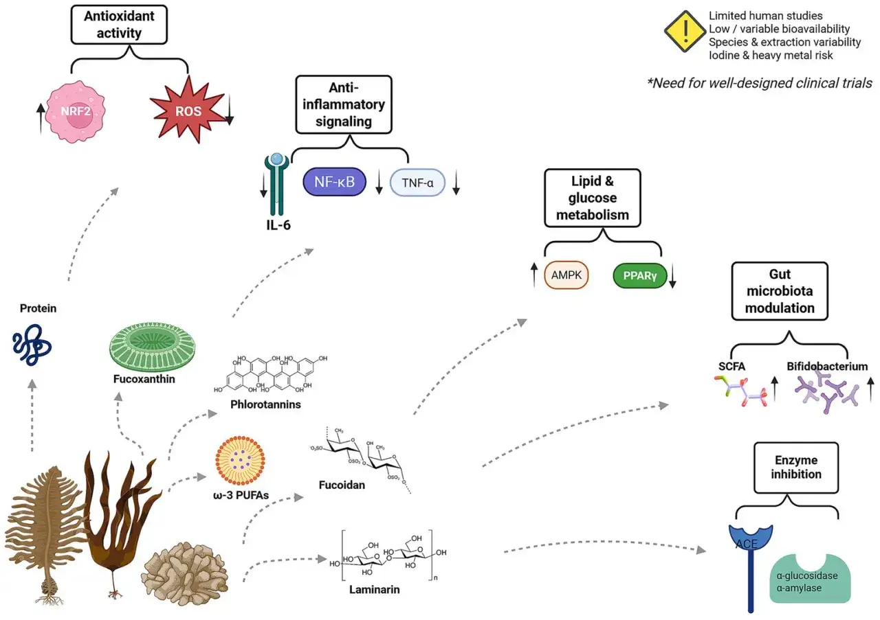 La fucoxanthine, issue des algues, pourrait aider &agrave; maigrir en modulant le m&eacute;tabolisme lipidique et la flore intestinale.