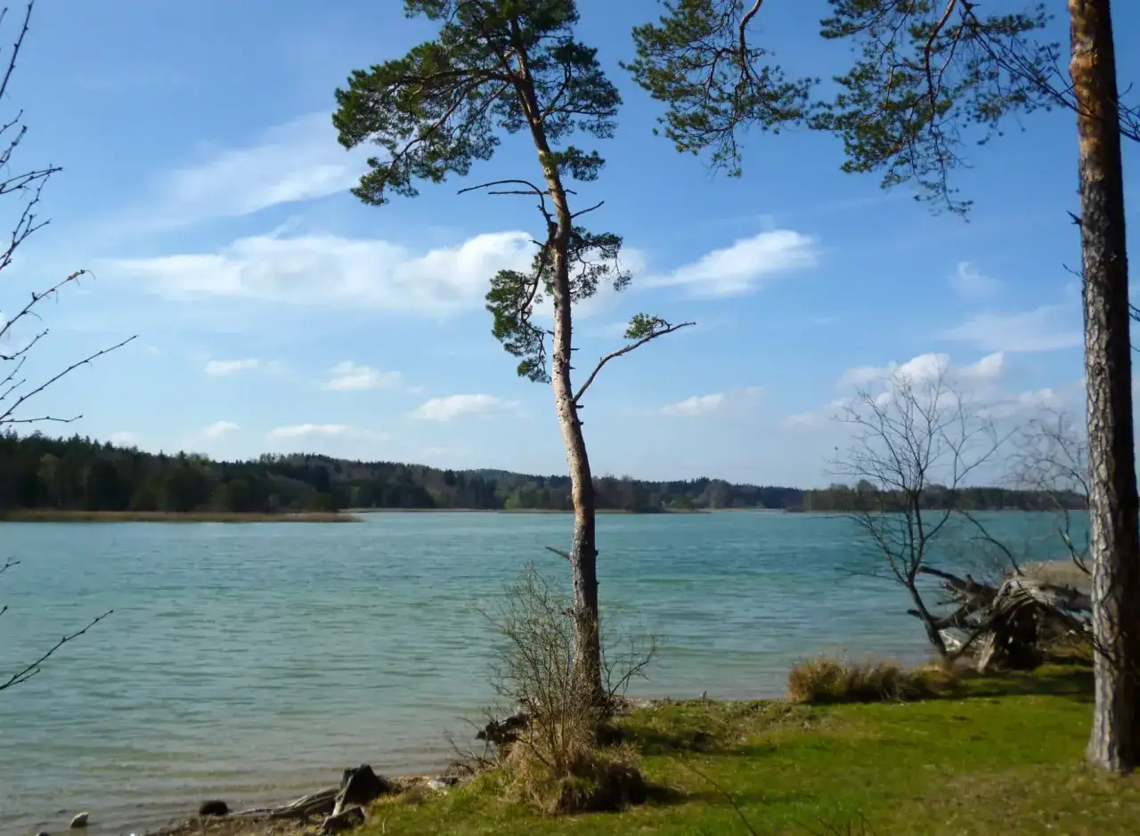 Ein sonniger Tag l&auml;dt zum **Osterseen baden** ein. T&uuml;rkisblaues Wasser, gr&uuml;ne Ufer und Kiefern unter blauem Himmel.